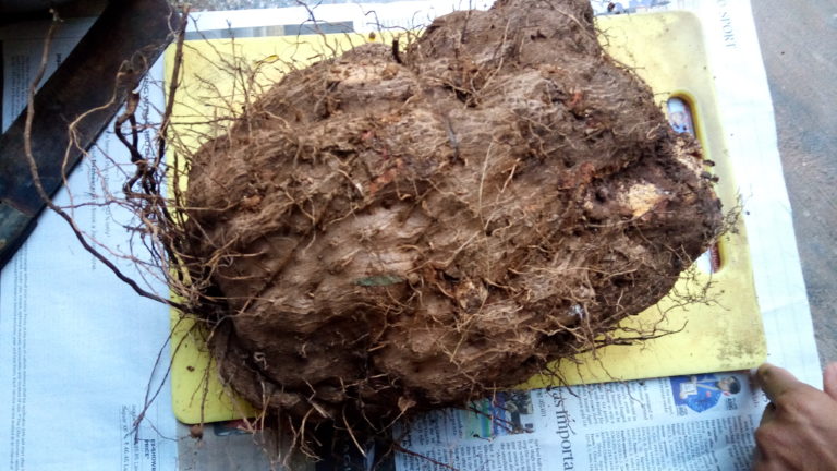 KACHIL PUZHUKKU – KAVATH PUZHUKKU – PURPLE YAM CURRY